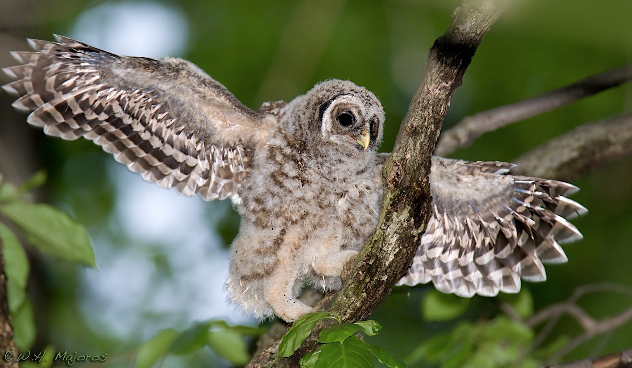 barred-owl-chick-35-smaller-RETINA.jpg